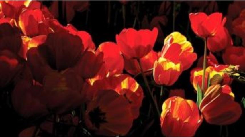 En G&uuml;zel Laleler Osm&rsquo;de Sergilenecek