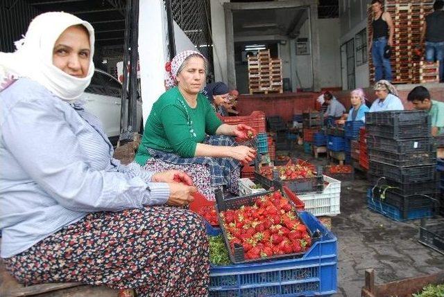 Aydın’da 2014 Yılında 62 Bin 859 Ton Çilek Üretildi