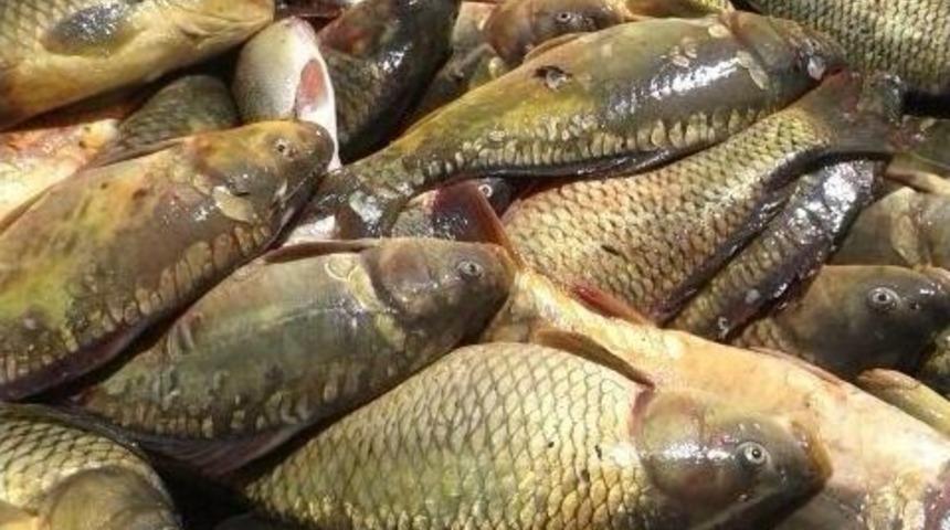 Elazığ&rsquo;da Ka&ccedil;ak Avlanan 500 Kilo Balık Ele Ge&ccedil;irildi