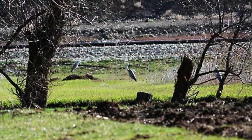 Yıldızeli G&ouml;&ccedil;men Kuşların Durağı Oldu