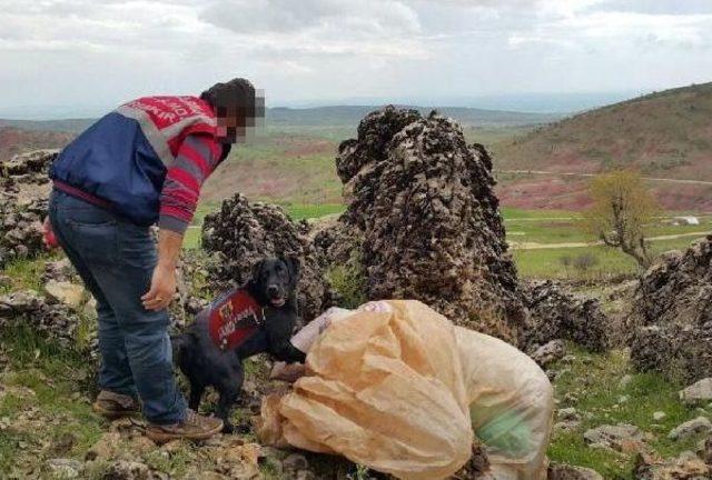 Narkotik K&ouml;peği  haydut , Kayalıklarda Gizlenen 52 Kilo Esrarı Buldu 1