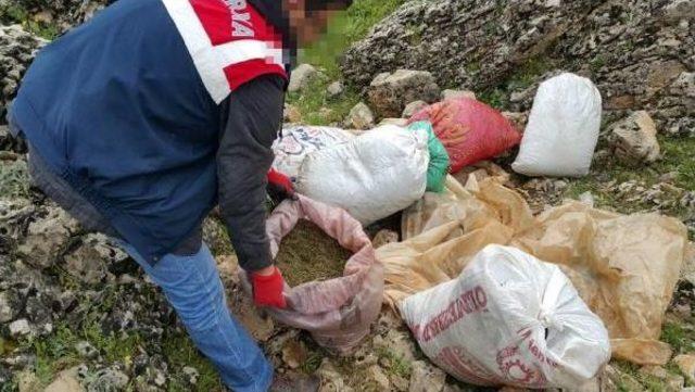 Narkotik K&ouml;peği  haydut , Kayalıklarda Gizlenen 52 Kilo Esrarı Buldu 2