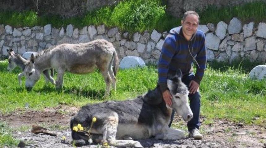 Hasta Annesi I&ccedil;in Eşek S&uuml;t&uuml; Bulamayınca &Ccedil;iftlik Kurdu