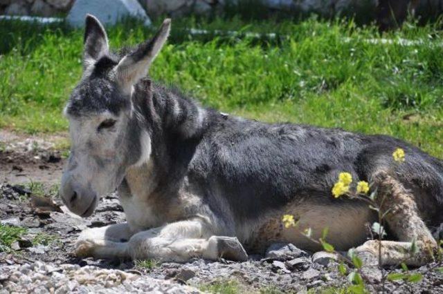 Hasta Annesi Için Eşek Sütü Bulamayınca Çiftlik Kurdu