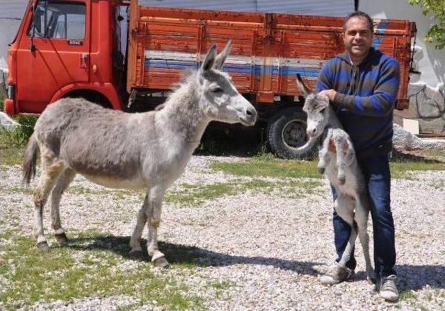 Hasta Annesi Için Eşek Sütü Bulamayınca Çiftlik Kurdu