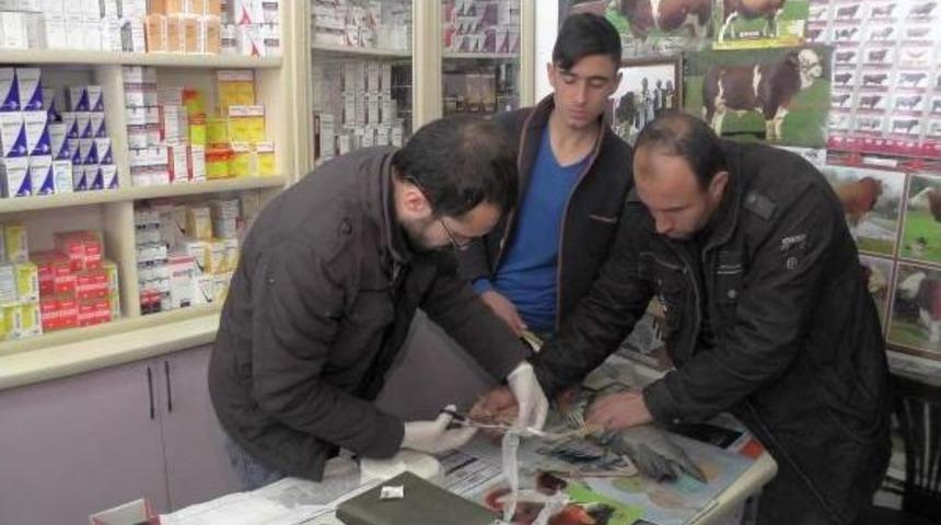 &Ccedil;obanların K&ouml;peğin Ağzından Kurtardığı Kuşa Tedavi