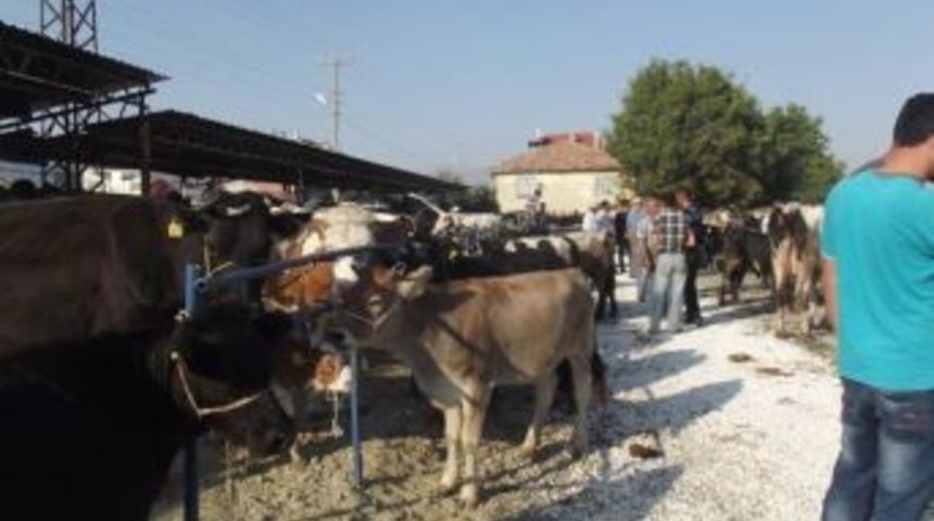 Isparta&rsquo;da Kapatılan Hayvan Pazarı Kullanıma A&ccedil;ıldı