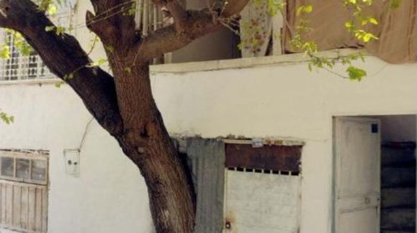 Kesmeye Kıyamadığı Dut Ağacı Evin I&ccedil;inde