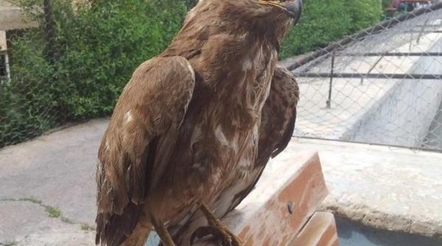 Yaralı Kartalı Itfaiyeciler Etle Besliyor