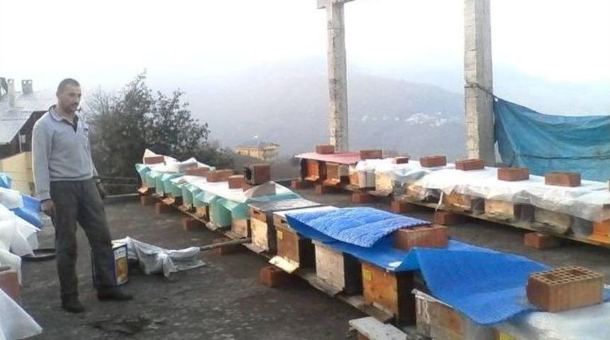 Giresun&rsquo;da Arı Hırsızlığı Arttı