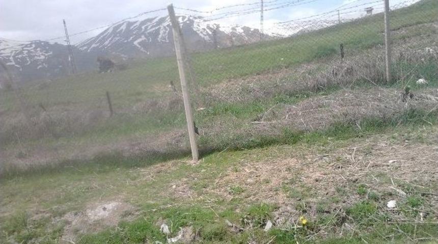 Kesici Tellere Takılan İnek Yaralandı