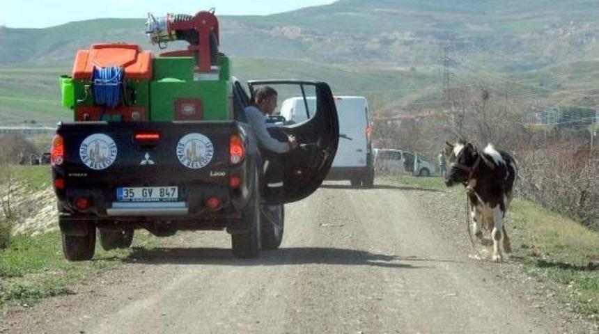 Ahırdan Ka&ccedil;an Ineği Polis Memuru Kesti