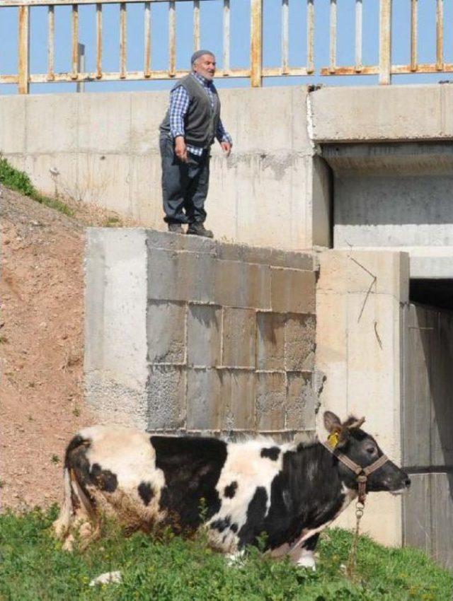 Ahırdan Kaçan Ineği Polis Memuru Kesti