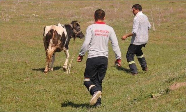 Ahırdan Kaçan Ineği Polis Memuru Kesti