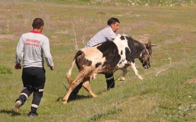 Ahırdan Kaçan Ineği Polis Memuru Kesti