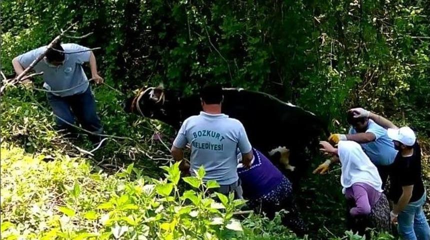 Uçuruma Yuvarlanan İneği Belediye Ekipleri Kurtardı