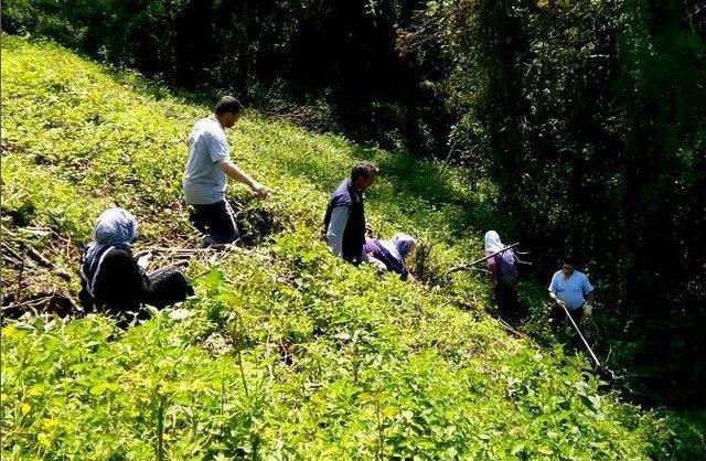 Uçuruma Yuvarlanan İneği Belediye Ekipleri Kurtardı