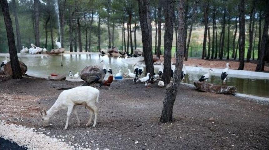 T&uuml;rkiye&rsquo;nin İlk Safari Parkı&rsquo;na Ziyaret&ccedil;i Rekoru