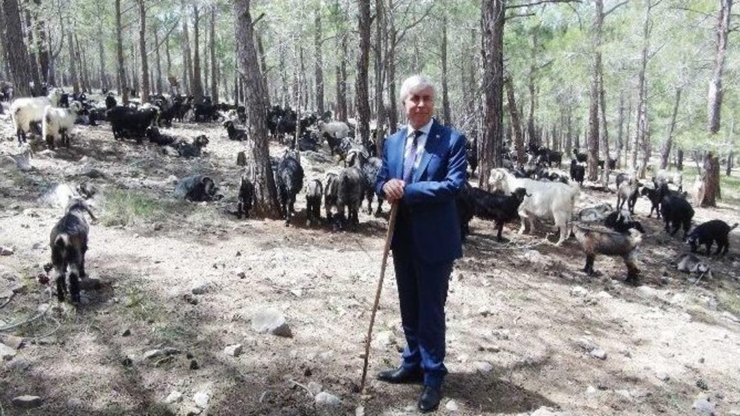 Milletvekili Adayı &Ccedil;oban Oldu, Ke&ccedil;i Otlattı, Kıl &Ccedil;adırda Oy İstedi