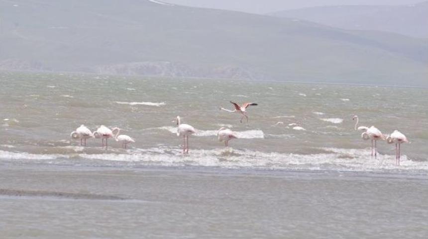 Flamingolar Van&rsquo;a Geldi