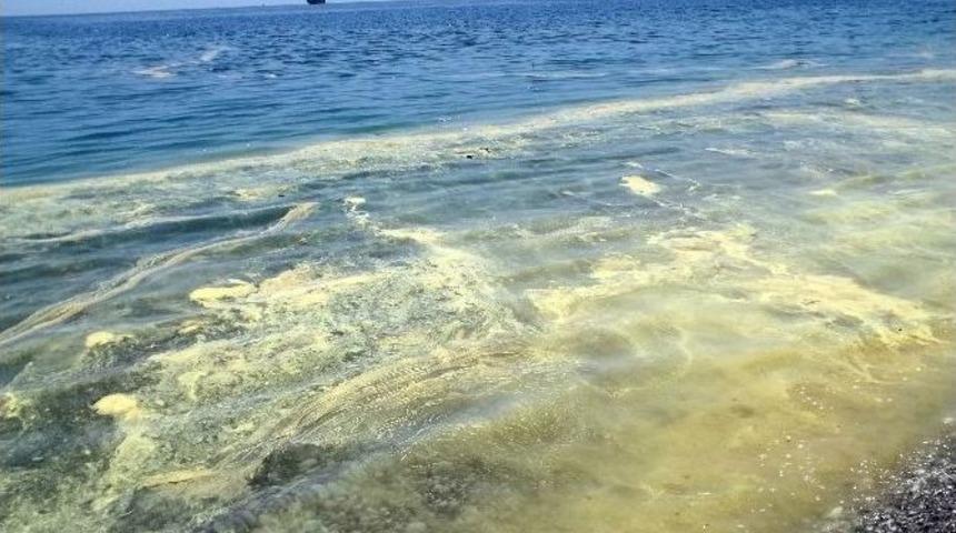 Belediyeden A&ccedil;ıklama: "kirlilik Değil Polen Tabakası"