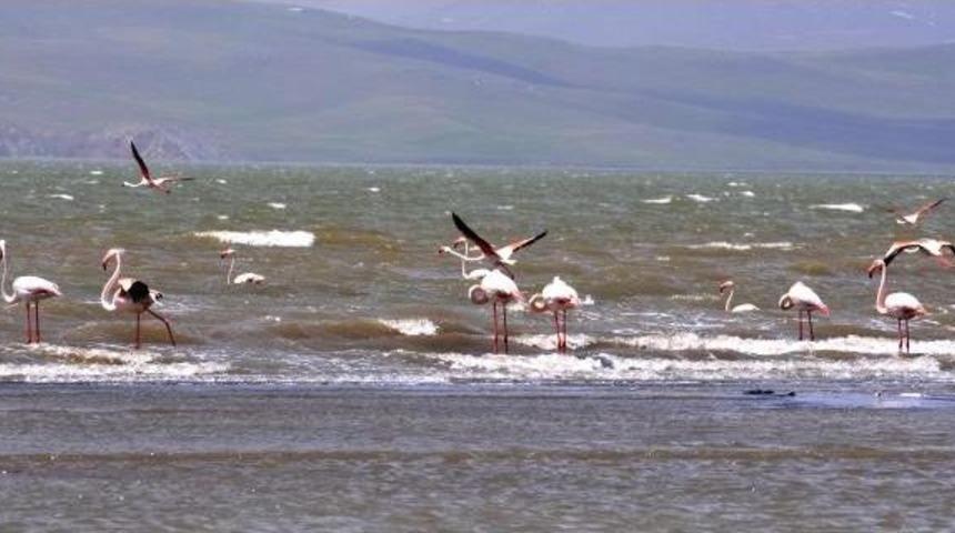 Baharın M&uuml;jdecisi Flamingolar Van'a Geldi