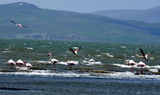 Baharın Müjdecisi Flamingolar Van'a Geldi