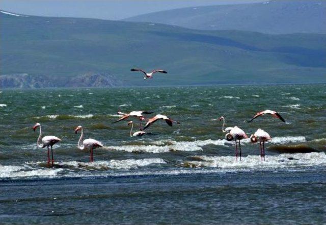 Baharın Müjdecisi Flamingolar Van'a Geldi