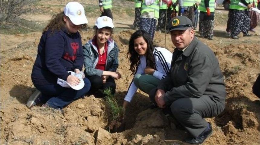 Alpu&rsquo;daki Kutlu Doğum Ormanına 1444 Fidan Dikildi