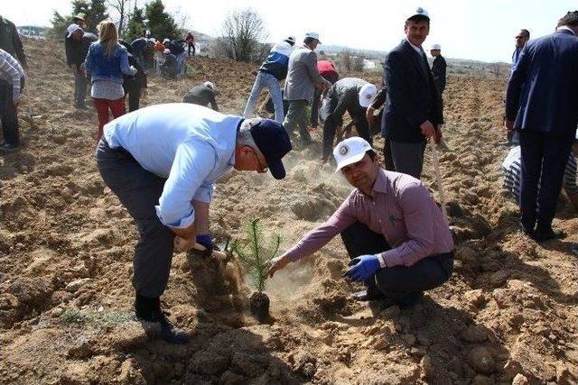 Alpu’daki Kutlu Doğum Ormanına 1444 Fidan Dikildi