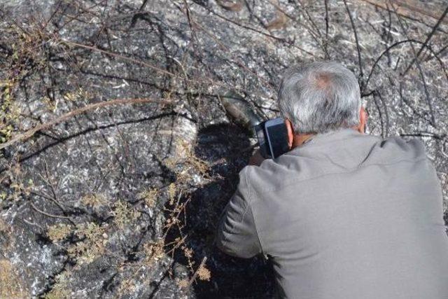 Köyceğiz'de Yürekleri Ağza Getiren Orman Yangını (2)- Yeniden