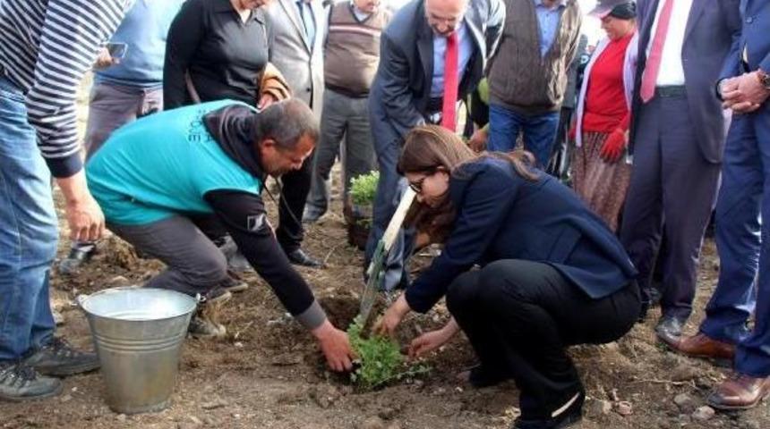Burdur G&ouml;l&uuml;'n&uuml; 'lavanta Deresi' Kurtaracak