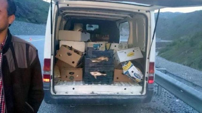 Elazığ'da Ka&ccedil;ak Avlanan 1,5 Ton Balık Ele Ge&ccedil;irildi