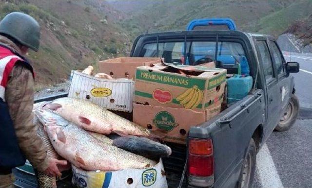 Elazığ'da Kaçak Avlanan 1,5 Ton Balık Ele Geçirildi