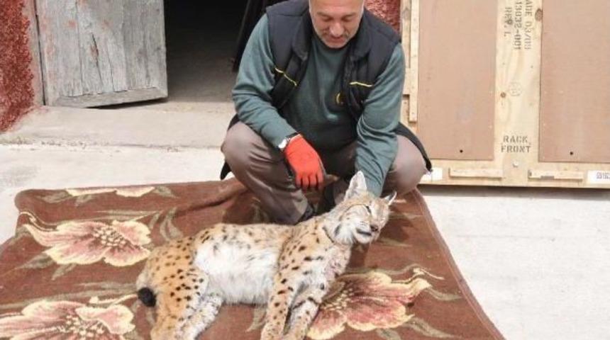 Kamyonun &Ccedil;arptığı Vaşak Telef Oldu