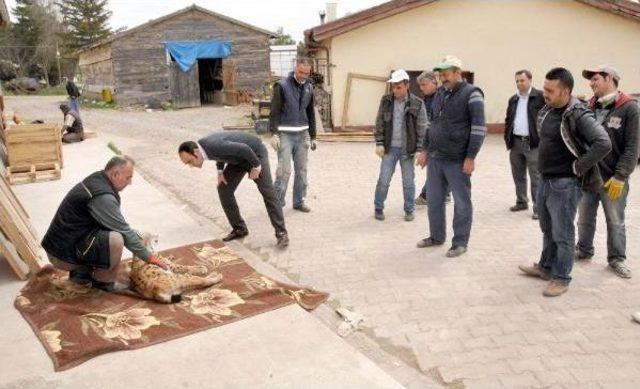 Kamyonun Çarptığı Vaşak Telef Oldu