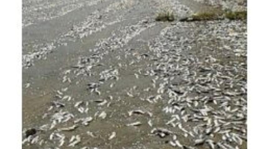 Baraj Taştı, Binlerce Balık Telef Oldu