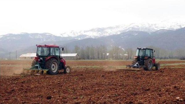 Tkp'li Başkan, Hazine Arazisine Ektiği Ürünleri Yoksullara Ücretsiz Dağıtacak