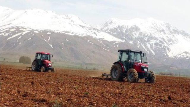 Tkp'li Başkan, Hazine Arazisine Ektiği Ürünleri Yoksullara Ücretsiz Dağıtacak