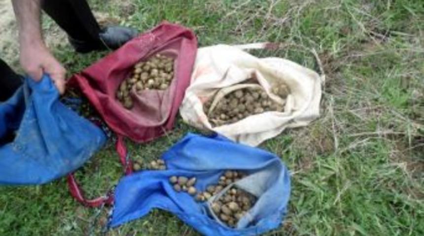 Doğadan Yaban Orkidesi &Ccedil;i&ccedil;eği Tohumu Toplayan 4 Kişiye 152 Bin Lira Para Cezası