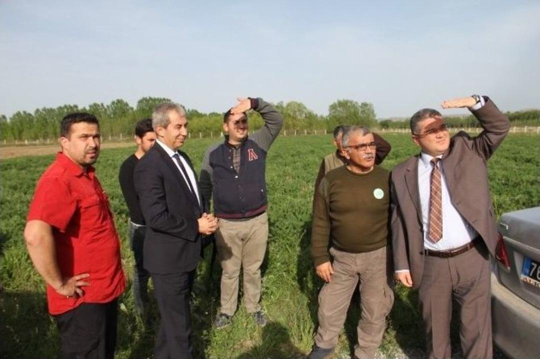 Tedavisi Tamamlanan Delice Kuşu Doğaya Bırakıldı