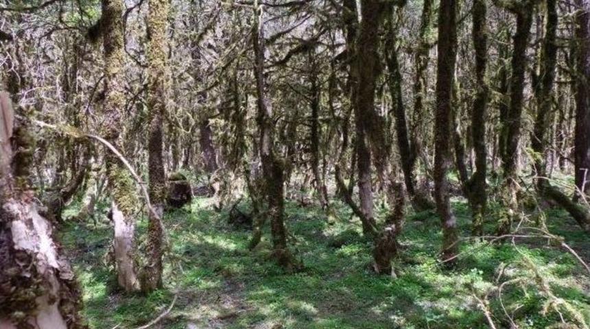 &Ccedil;amlıhemşin&rsquo;deki Şimşir Ormanı Kuruyor