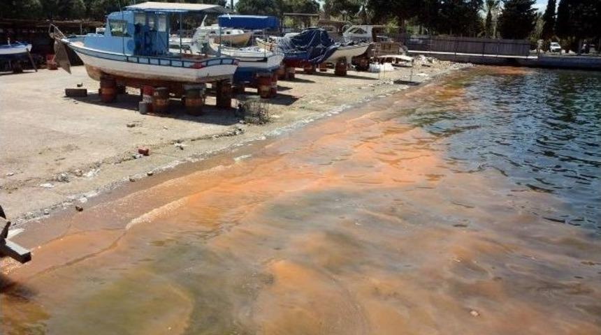 Deniz Kirliliği Sandılar, Balık Yumurtası &Ccedil;ıktı