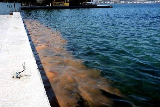 Deniz Kirliliği Sandılar, Balık Yumurtası Çıktı