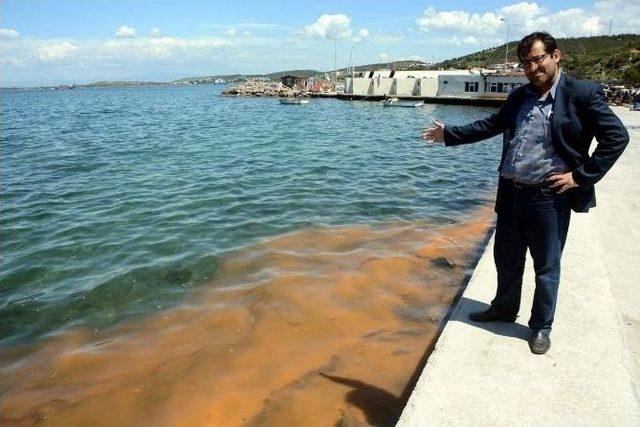 Deniz Kirliliği Sandılar, Balık Yumurtası Çıktı