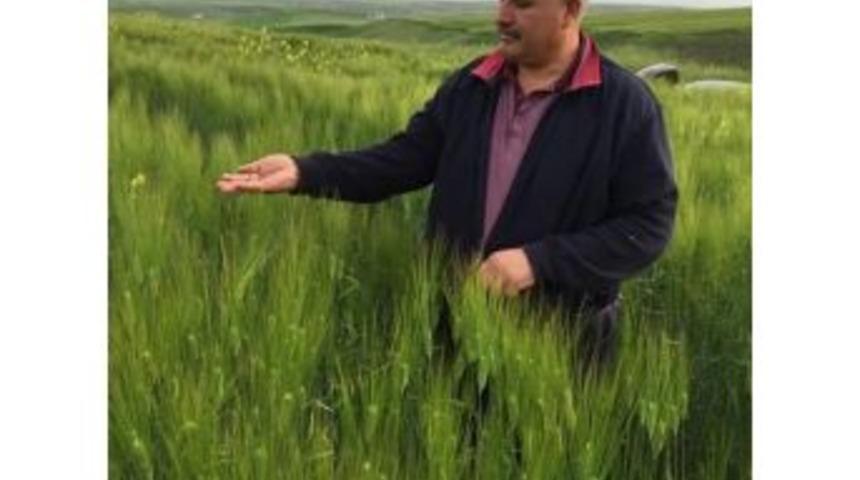Turanlı&rsquo;dan "pas Ve Septoria" Uyarısı