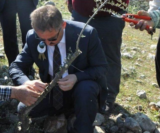 ’yabani Zeytin’ Aşılamaları İle Yöre Halkının Geliri Artacak