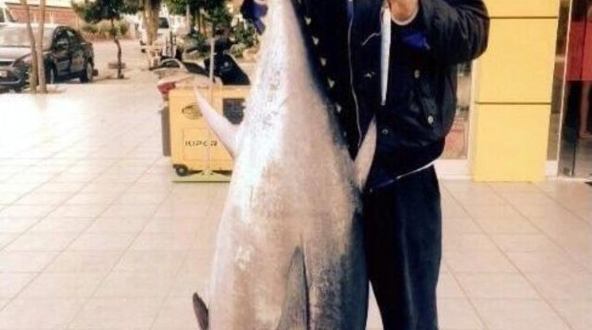 65 Kiloluk Orkinos Oltaya Geldi