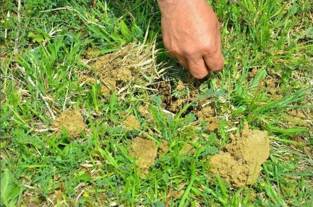 Doğadan Topladıkları Bitki İ&ccedil;in 155 Bin Lira Ceza &Ouml;deyecekler