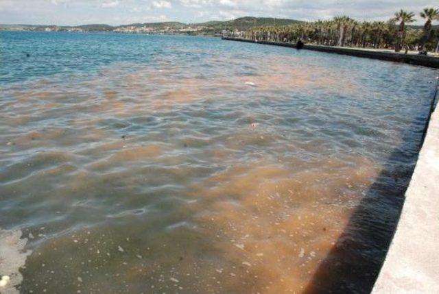 Denizdeki Turuncu Tabaka Kirlilik Değil 'kırmızı Gelgit' Çıktı